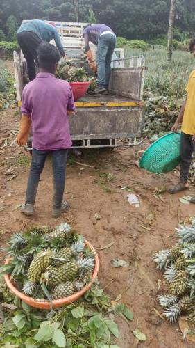 Raw Material to Factory