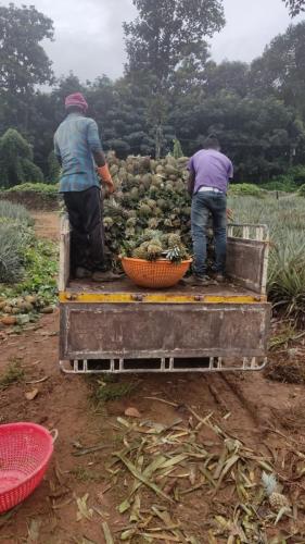 Raw Material to Factory