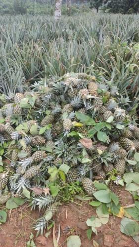 Raw Material to Factory